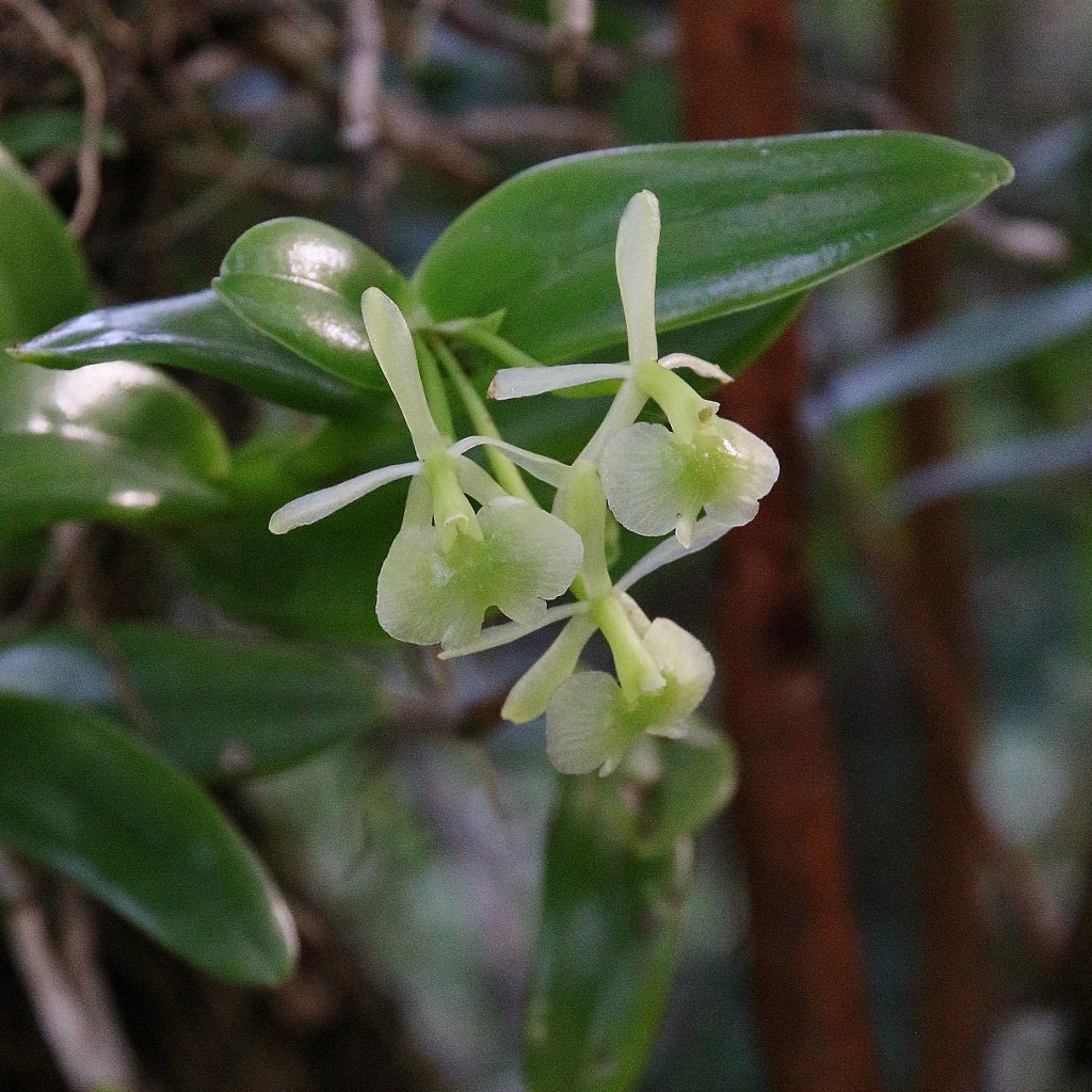Epidendrum difforme